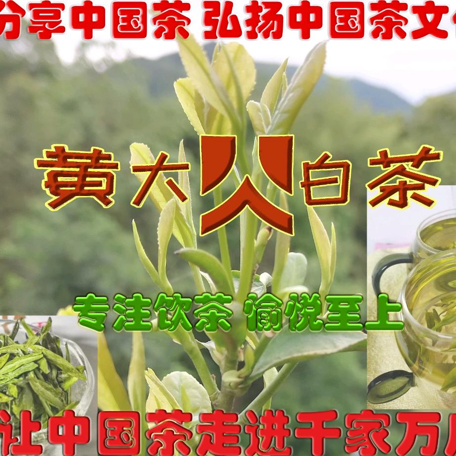 黄大白茶熊锋