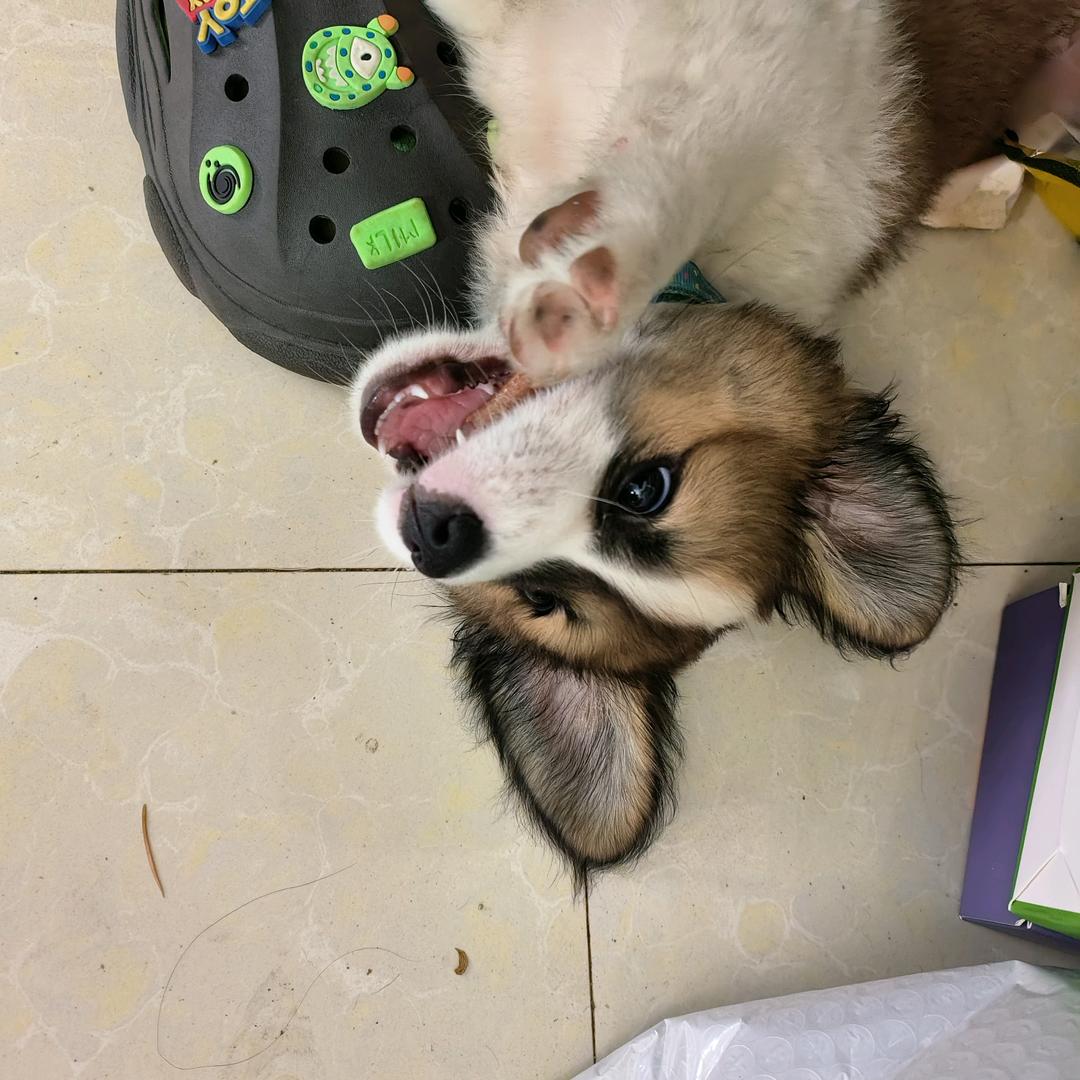小zz