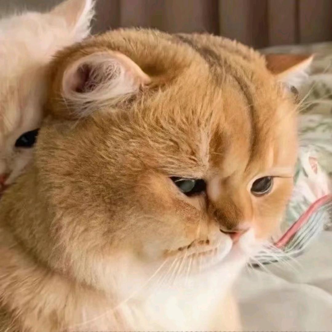 我系小恒🐻