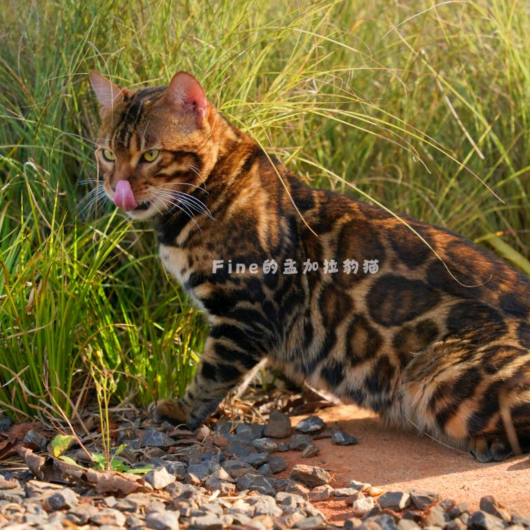 Fine的孟加拉豹猫猫舍