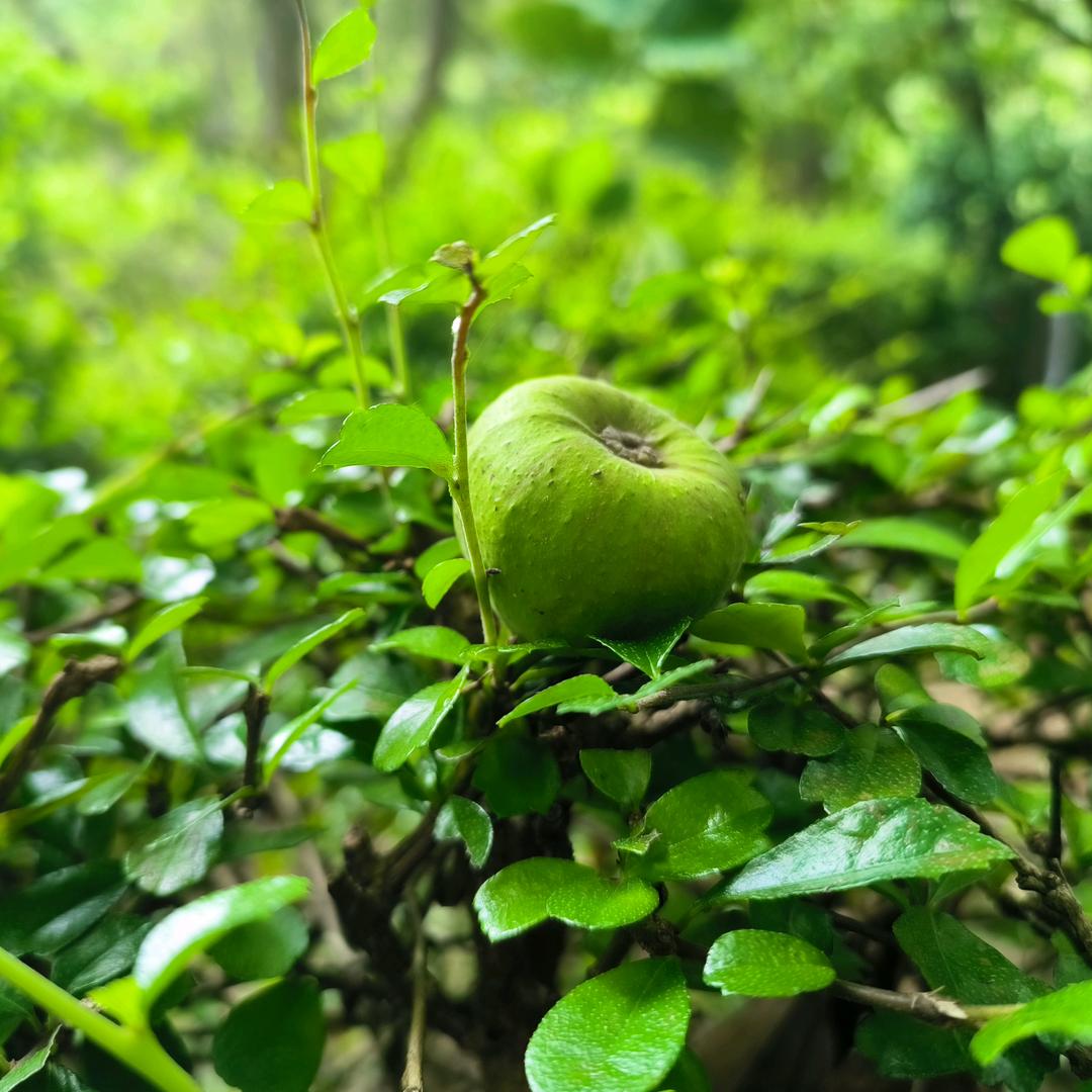 桃烟杏雨