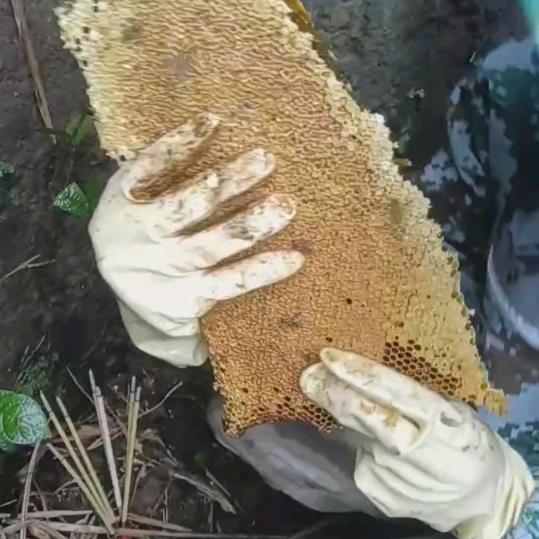 户外找蜂人-C罗