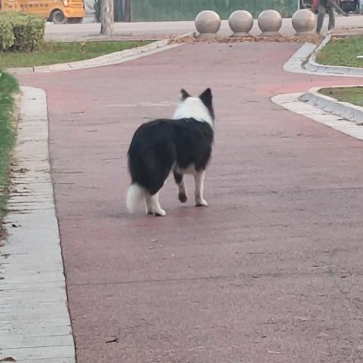 🌈🌈随风归入