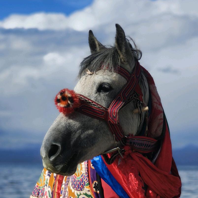 爱马🐴