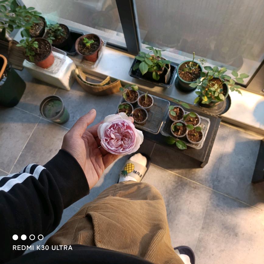 二叔的梦想