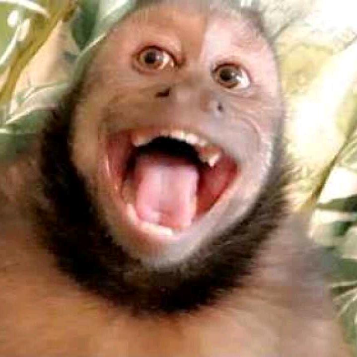 哈哈！你是我的啦