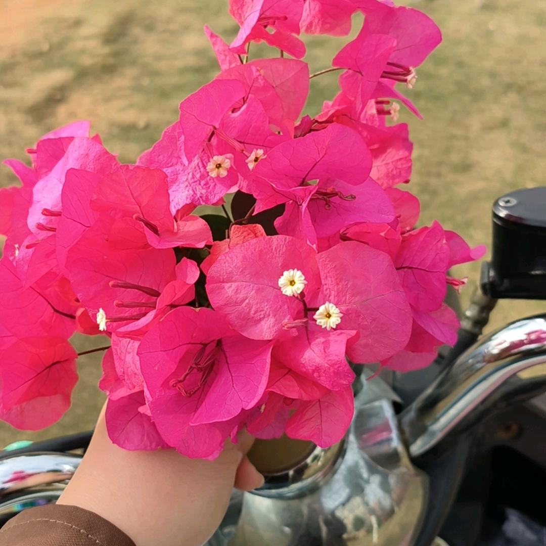 花🌸儿