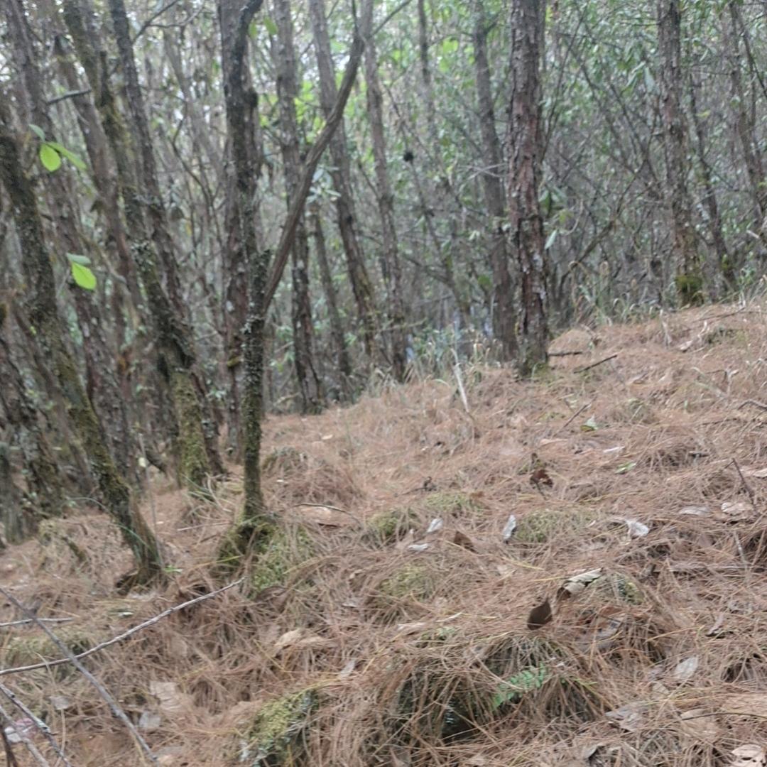 深山小杰