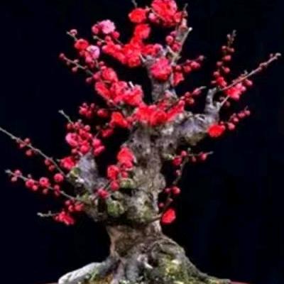 绿嘉花卉园艺