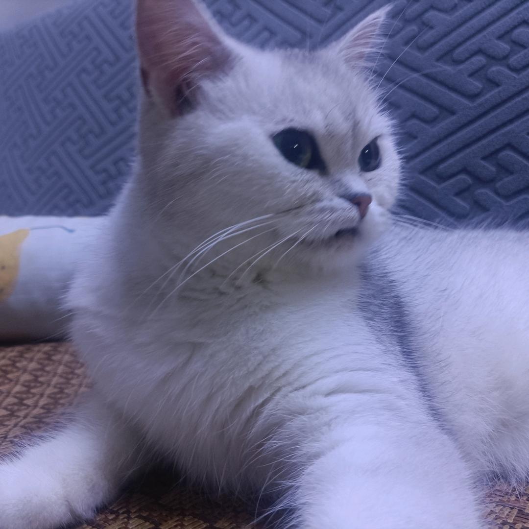 朵牛的奶奶