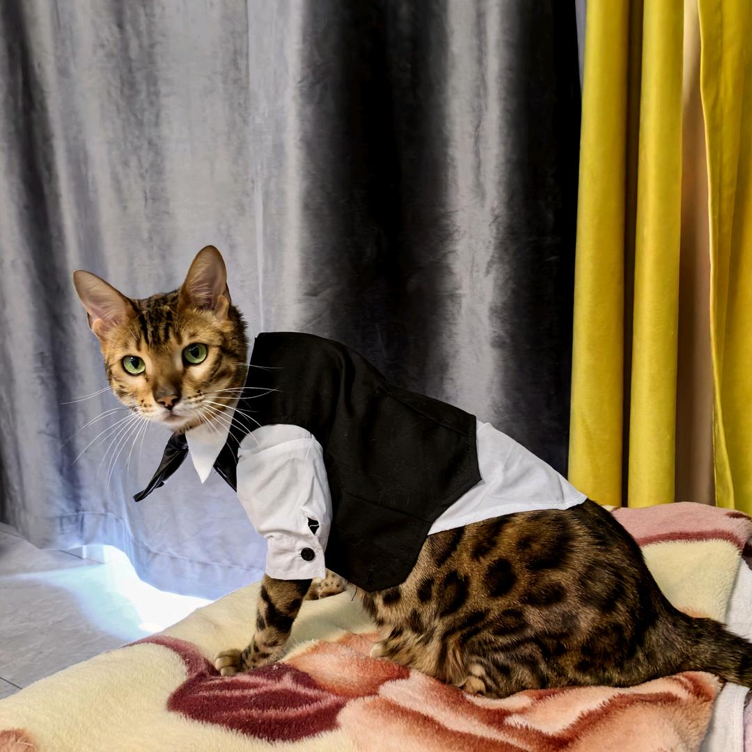 法拉利是臭弟弟