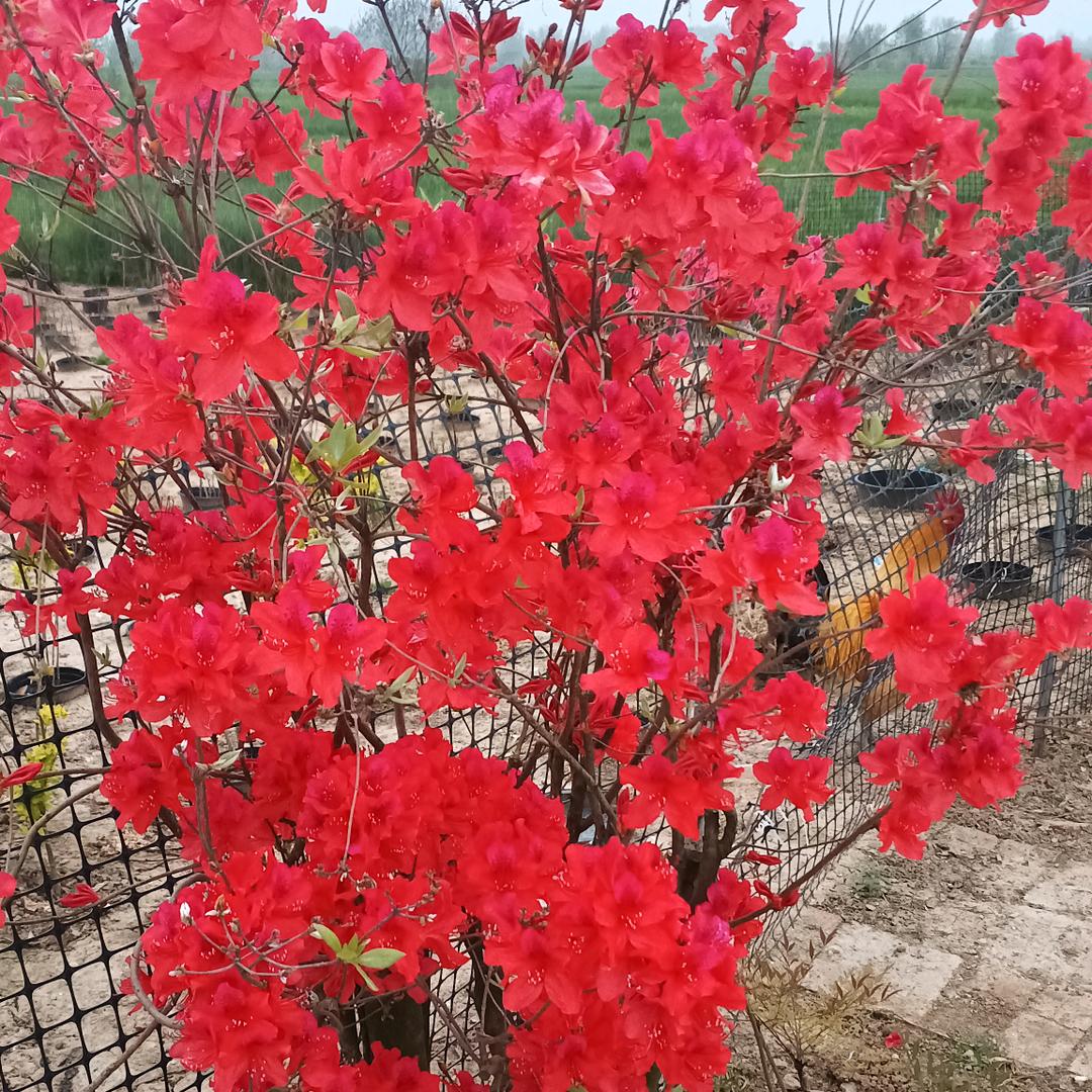 化梅南天竹盆景