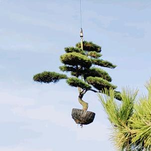 泰山富景松园