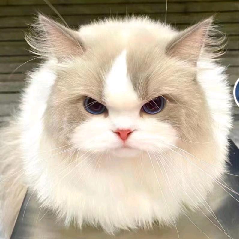 巷子里的猫（三角洲行动）