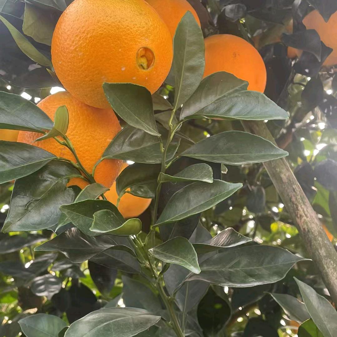 用心种脐橙的老周