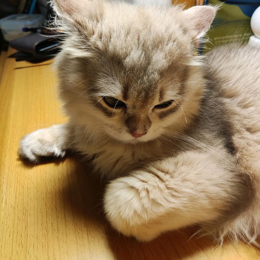 呢呢