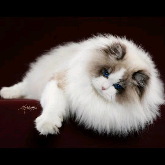 彭先生布偶猫舍