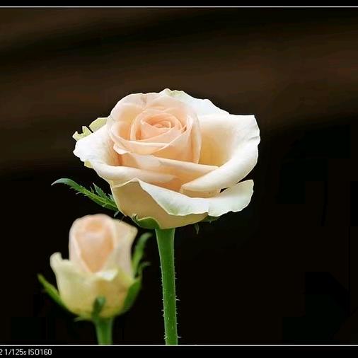 一年又一年⁹⁰³