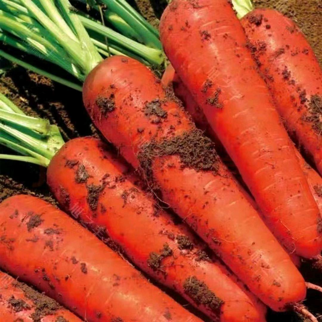 🥕小乔精选胡萝卜🥕