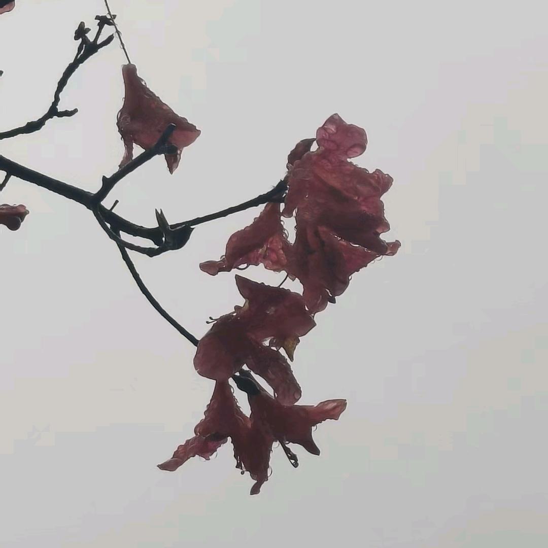 ƪ(˘⌣˘)ʃ优雅
