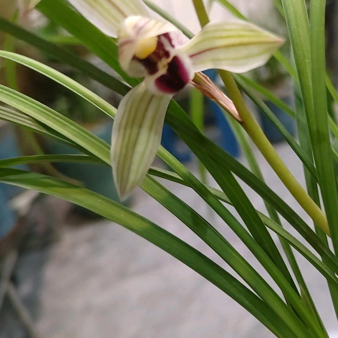 心向阳光，花开浪漫