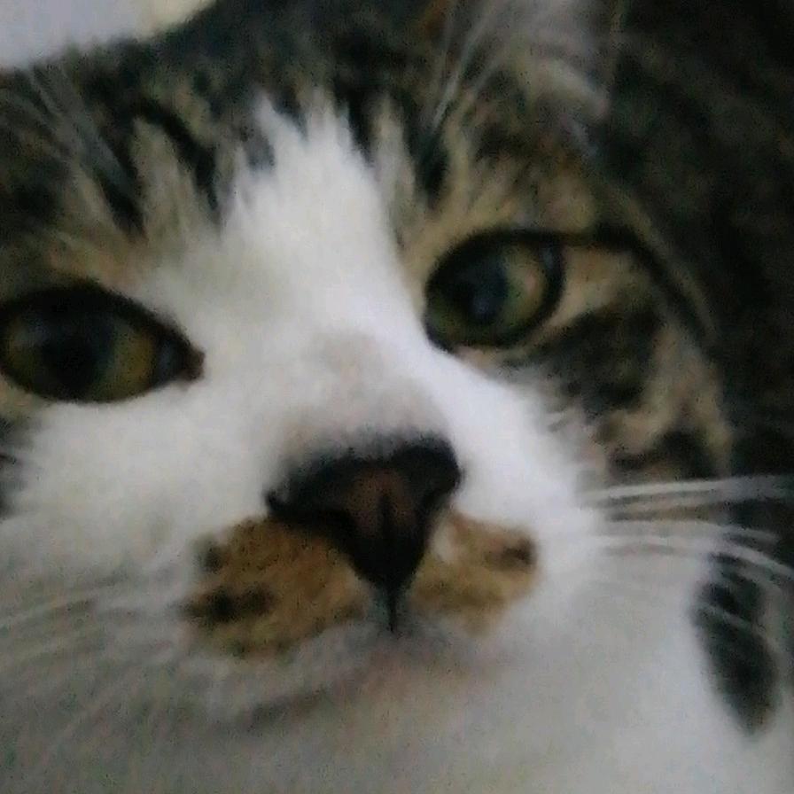 大猫小猫小橘猫