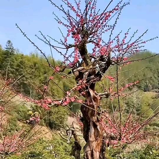 阿全盆㬌