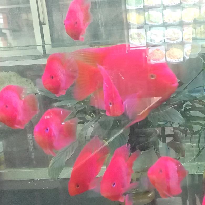 廷歌