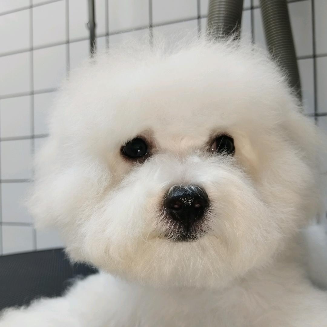 圈圈是只大比熊
