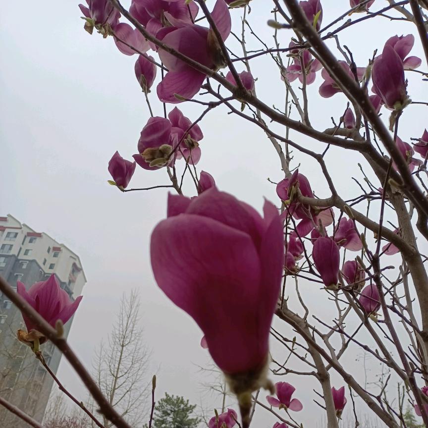 鸿哥【情感歌曲分享】