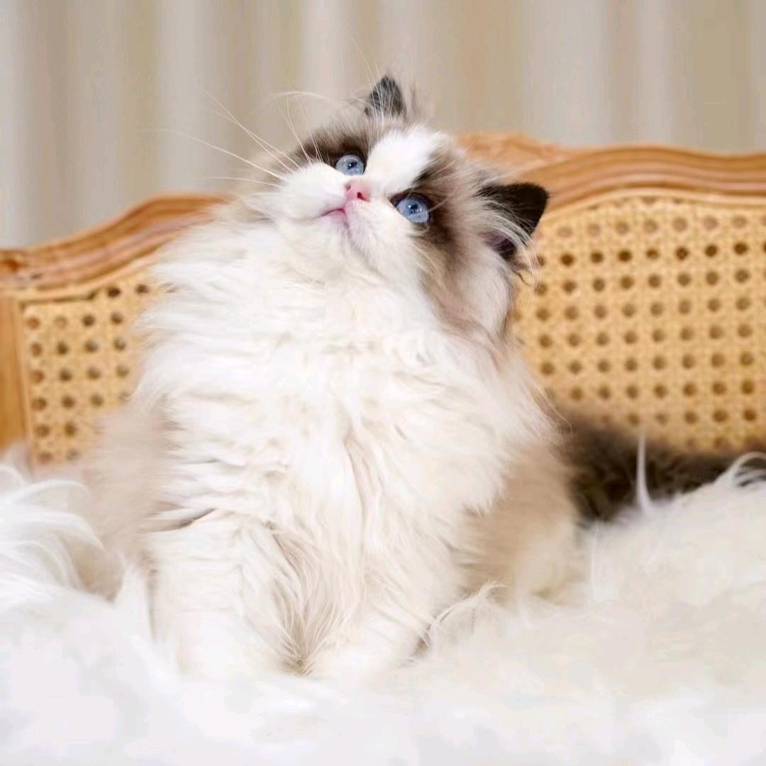 家有萌猫