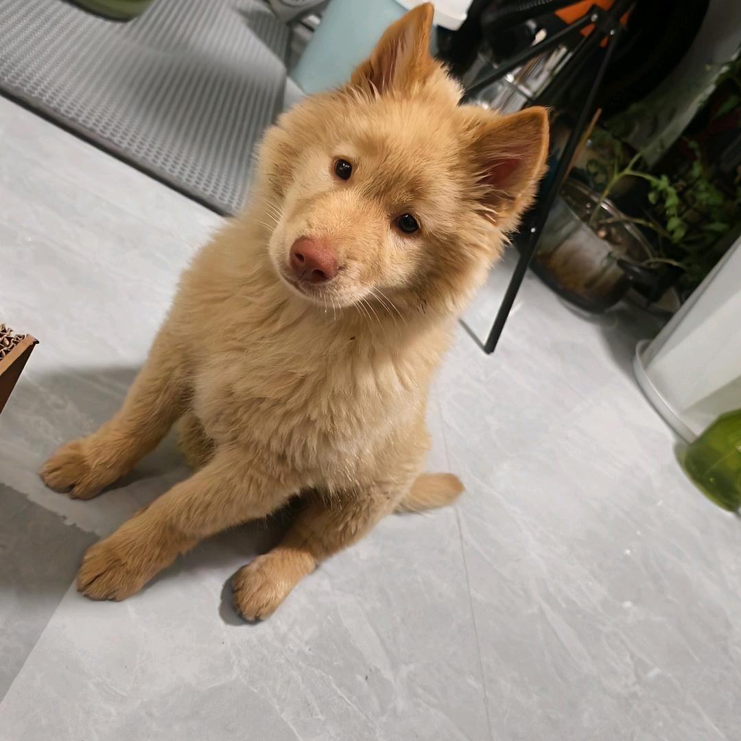 皮蛋土松犬