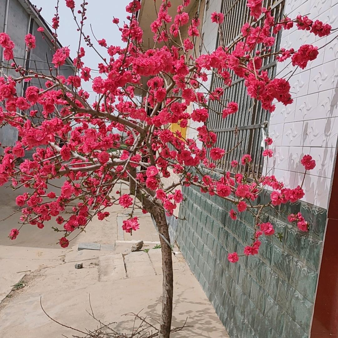 平安快乐