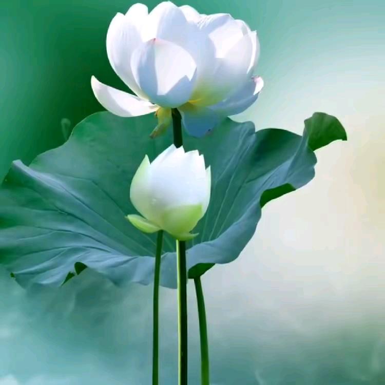 （诚实之人'110）上午12.20