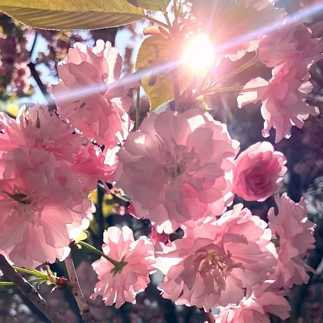 金🌹🐮🐮牛