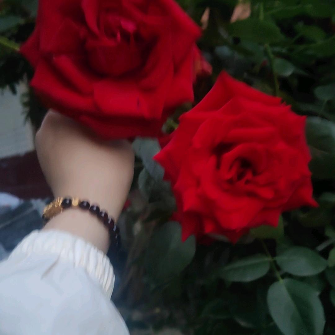 🌺柠檬🌺《拒绝私聊》