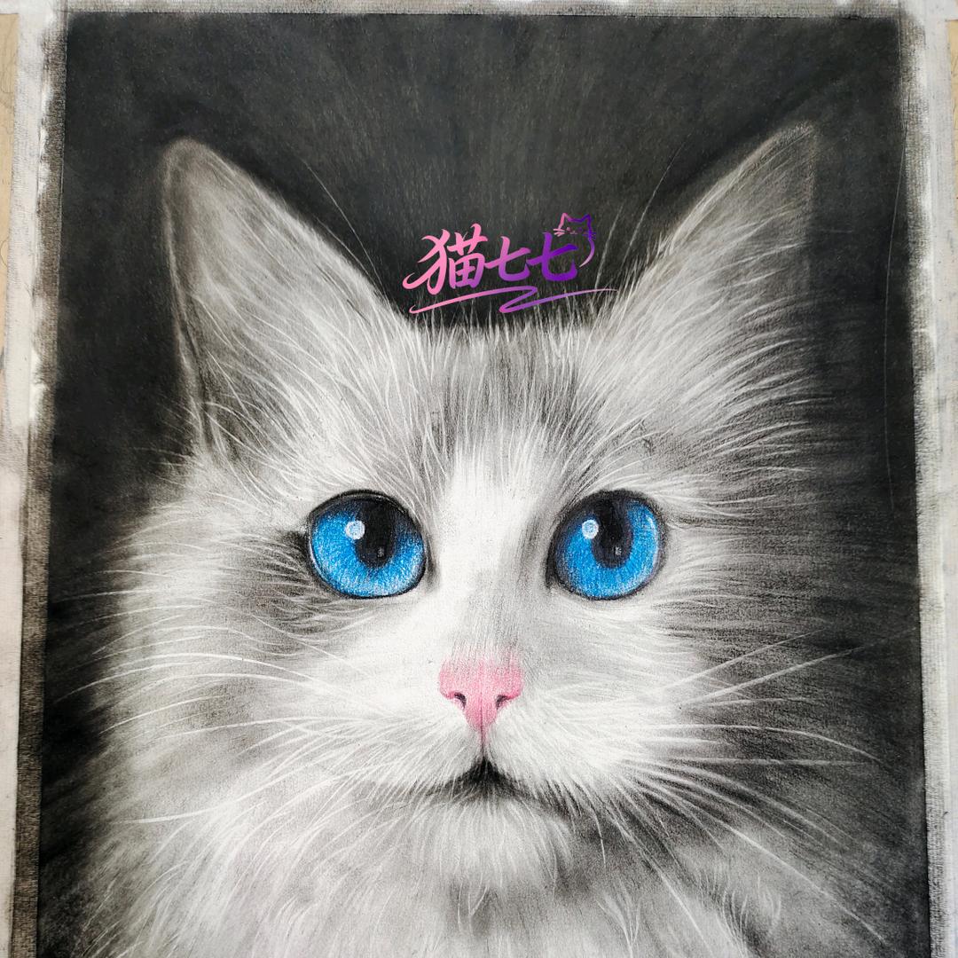 爱画画的猫七七