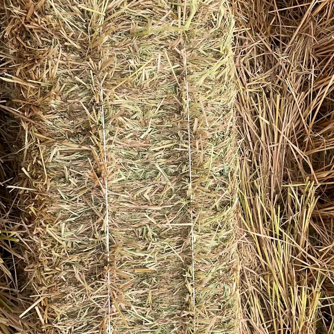 牛司令—龙哥牧草