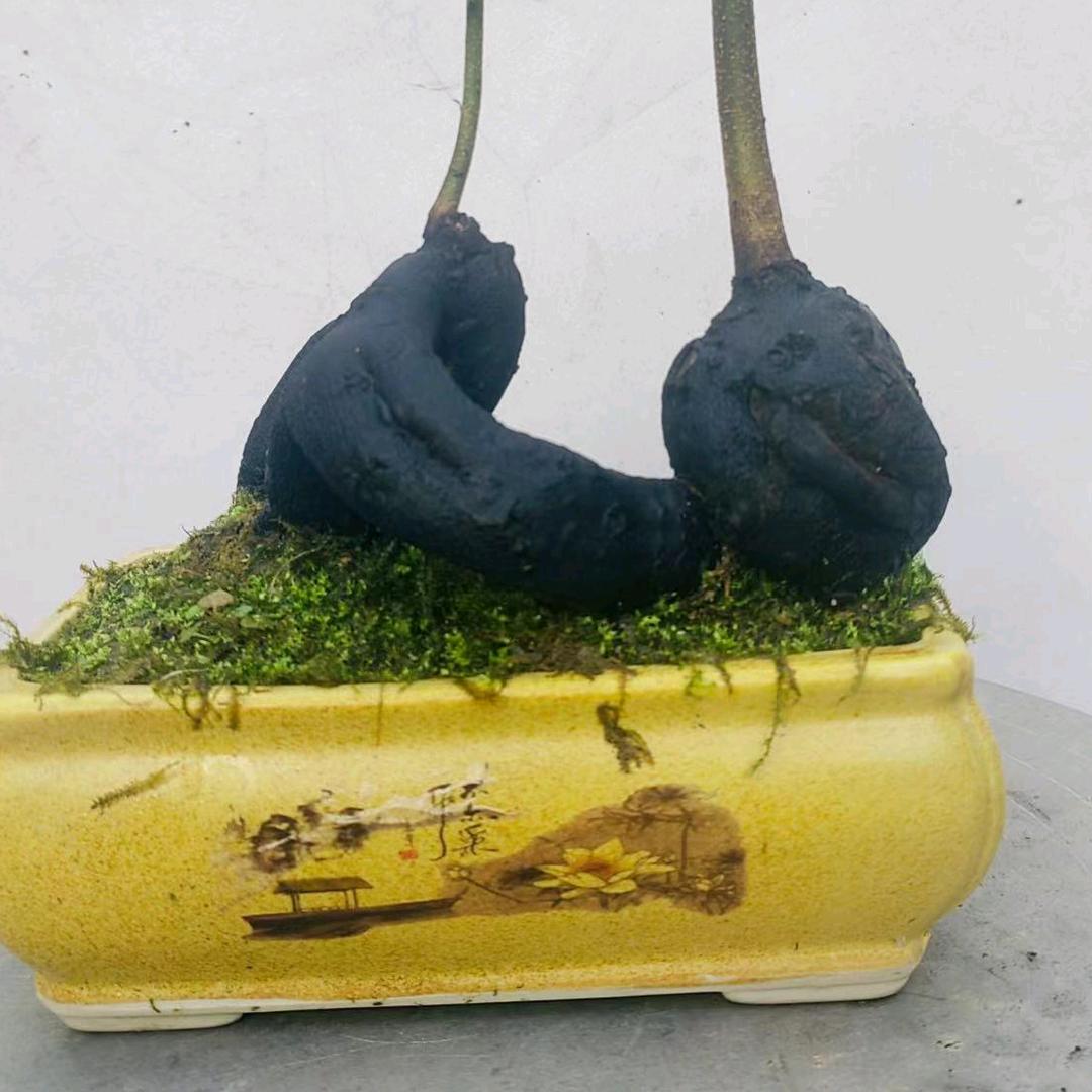 都江堰市慧锦园艺场