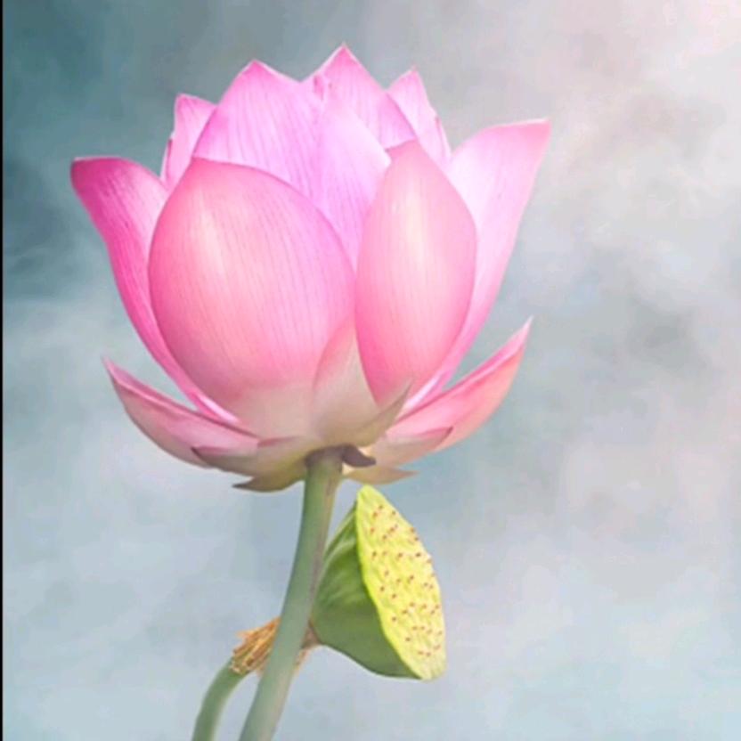 莲花盛开《拒绝闲聊》