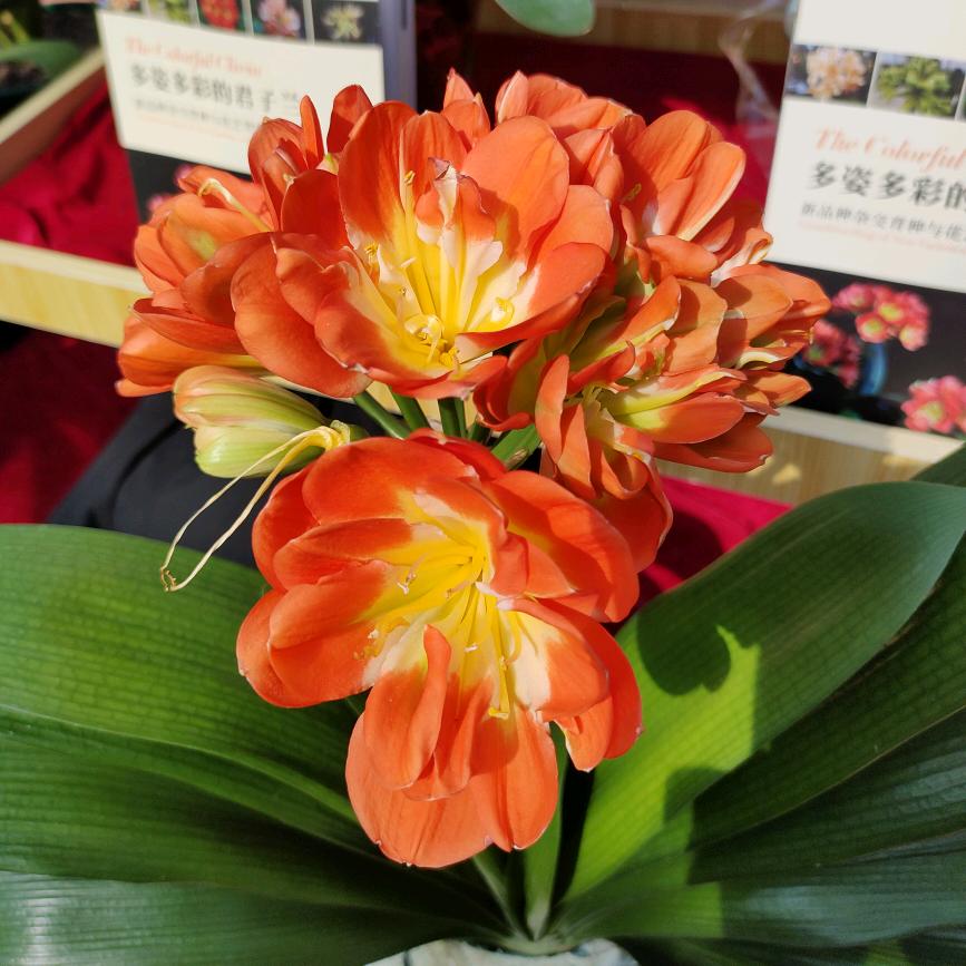 斌斌兰苑