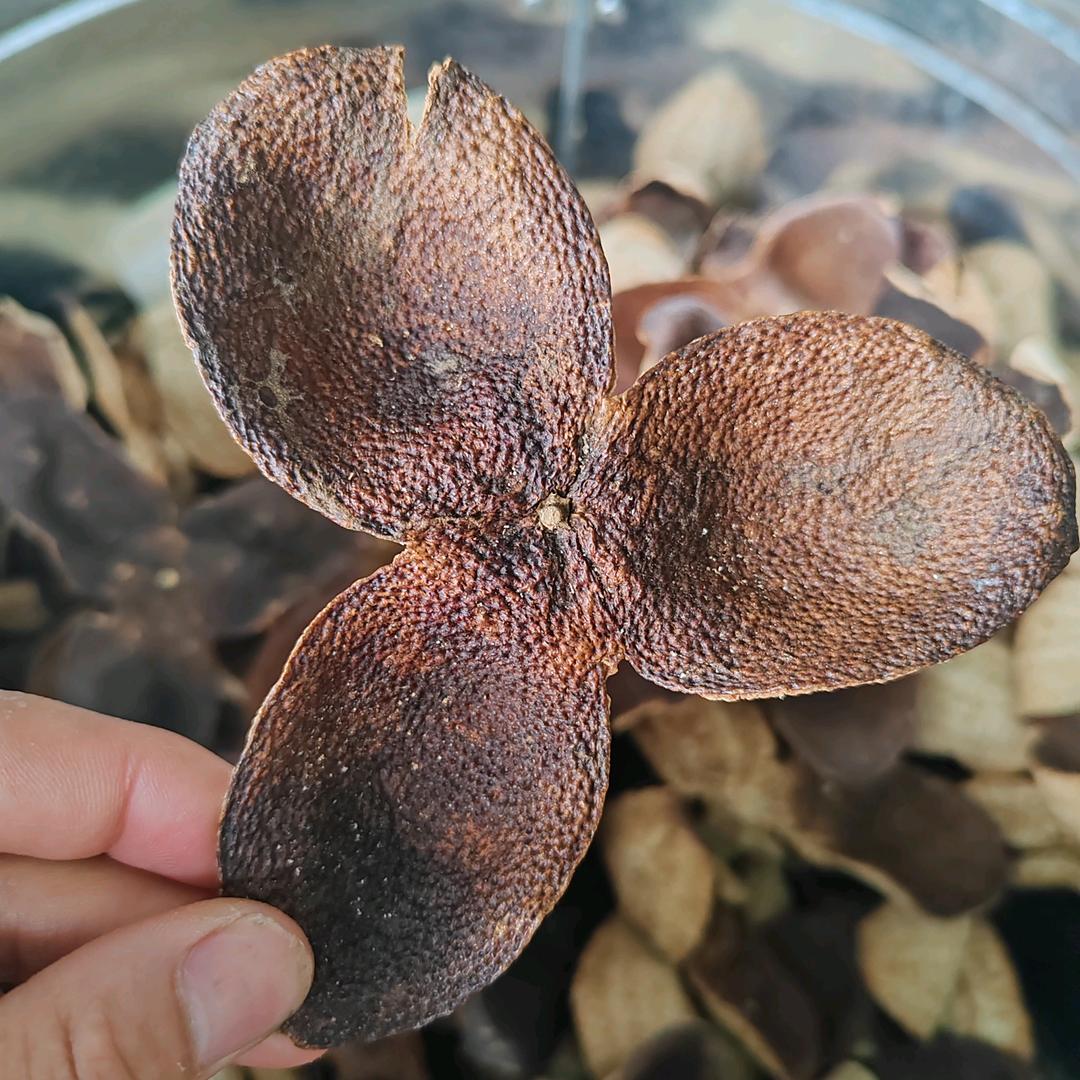 柑香陈皮
