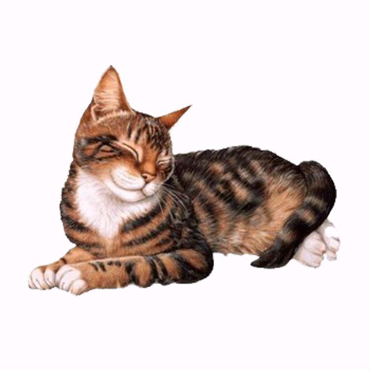猫大胆先生