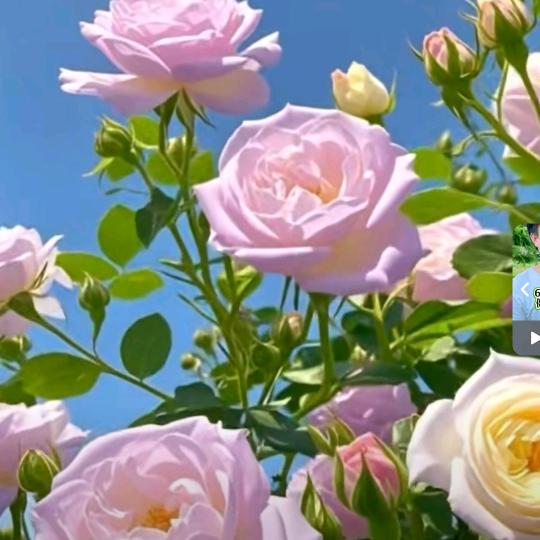 🌸乐在我心🌸
