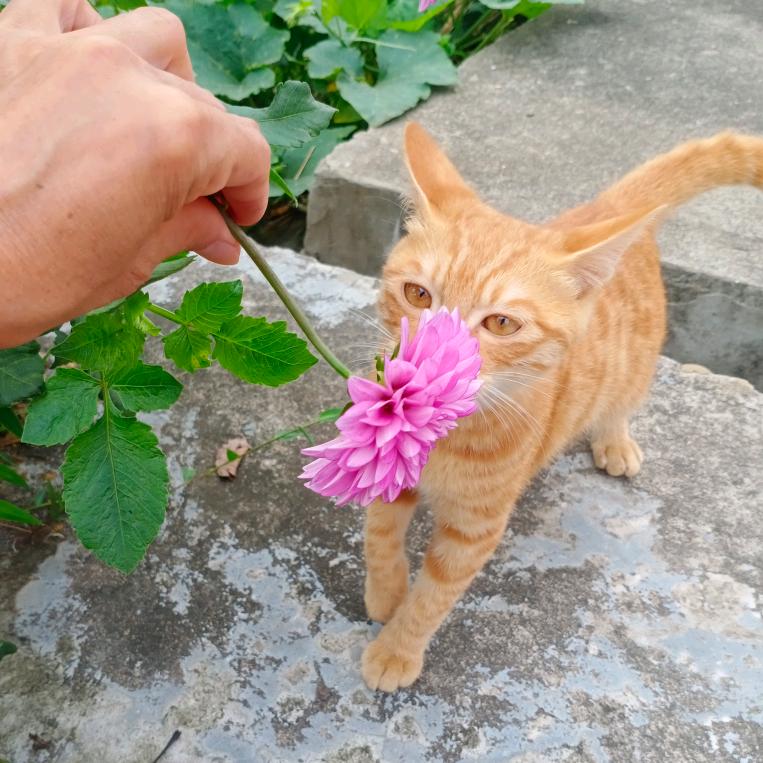 🌹坚持就是胜利🌹🌲🌲