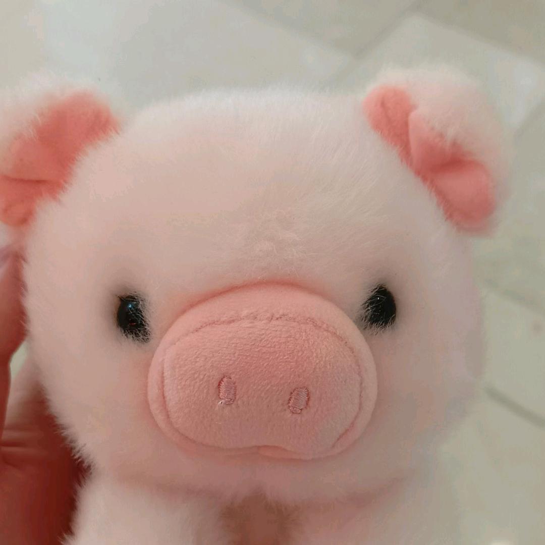 猪猪大王🐷