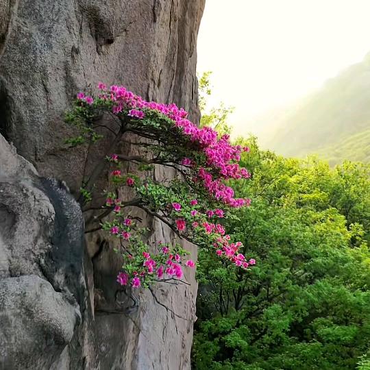 紫柠