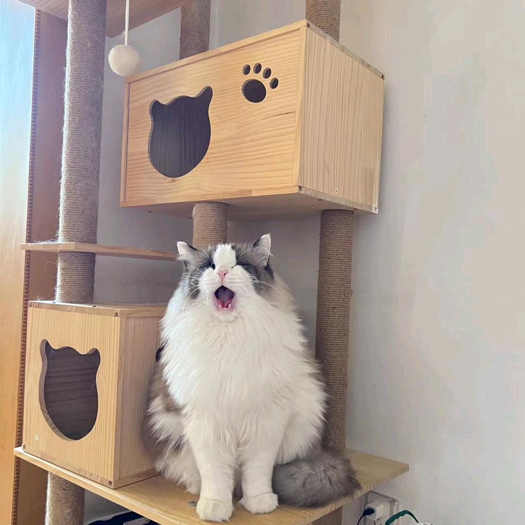 招财喵😽