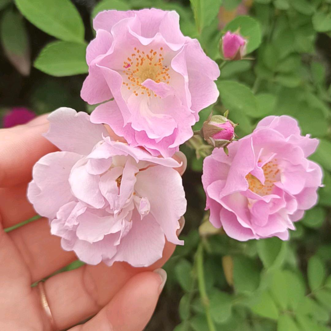花语心愿