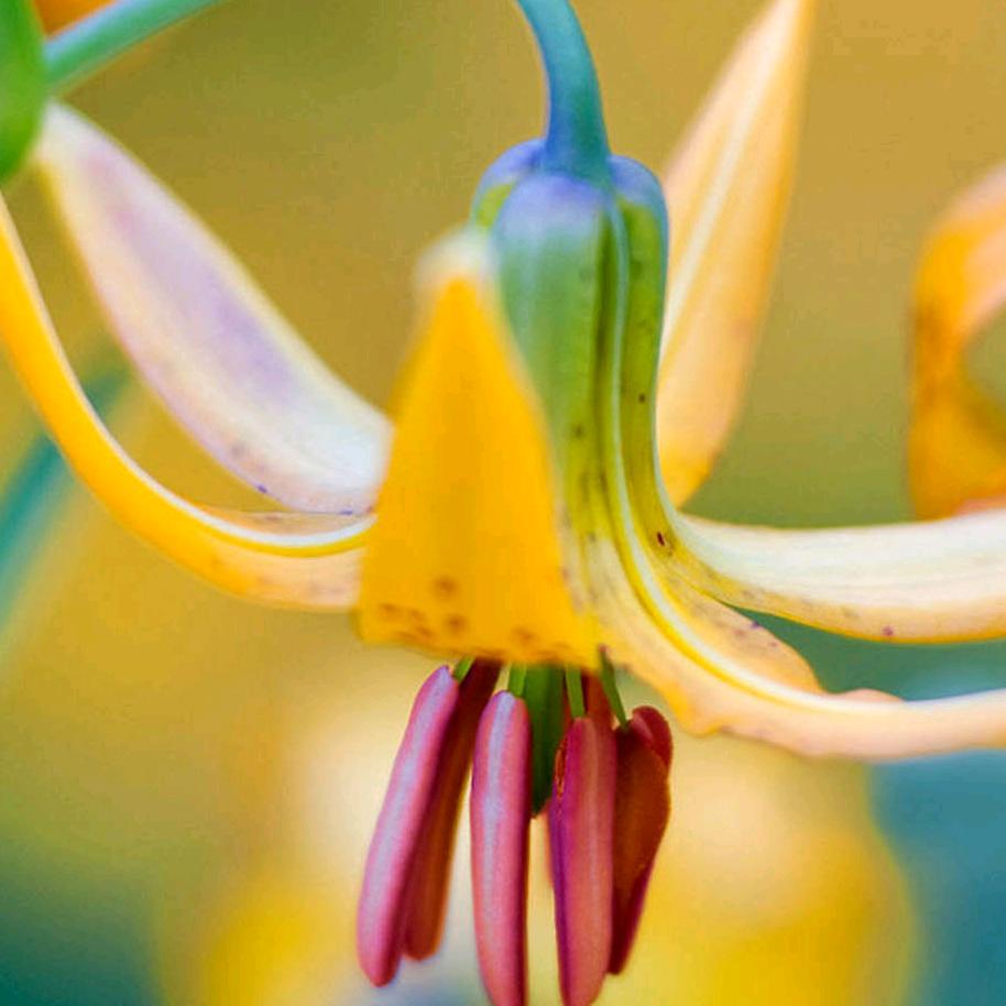 风雨过后彩神鹰